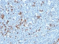 Formalin-fixed, paraffin embedded human tonsil sections stained with 100 ul anti-Kappa Light Chain (clone HP6053 + L1C1) at 1:400. HIER epitope retrieval prior to staining was performed in 10mM Citrate, pH 6.0.